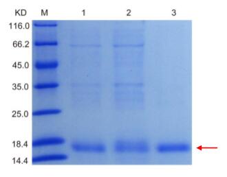 Fig.1. SDS-PAGE analysis of PLA2G2D inclusion bodies purification<br />Lane M: Protein Marker, Lane 1: Un-purified, Lane 2: Flow through, Lane 3: Elution